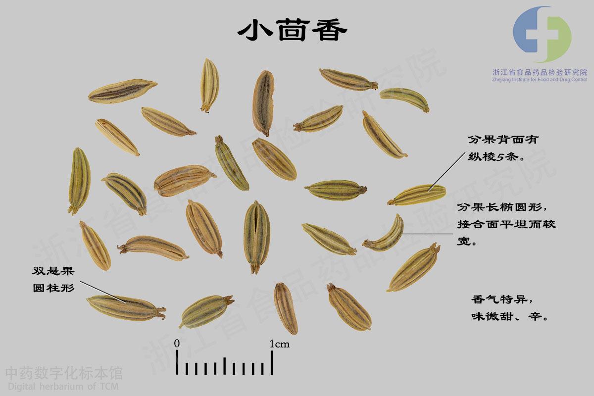 小茴香 标本影像